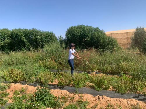 Daba Finance/Morocco’s Sand to Green Wins $50K Grant for Climate-Resilient Farming